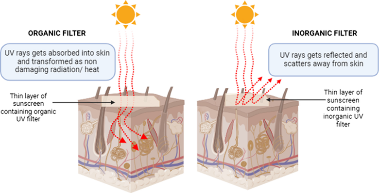 Mechanism involved in photoprotection provided by inorganic and organic sunscreens
